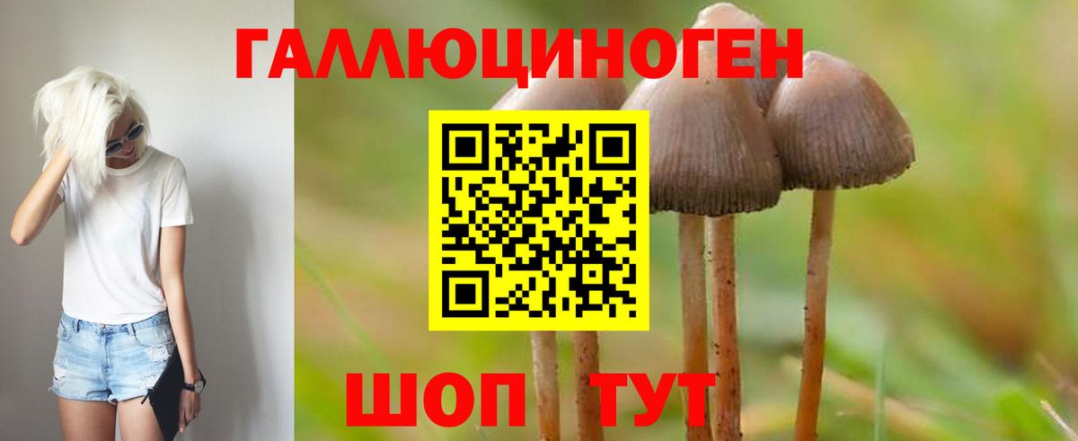 Галлюциногенные грибы Psilocybe Бугуруслан